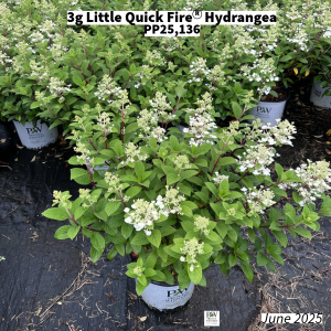 June 2025 3g Little Quick Fire Hydrangea Group for Website